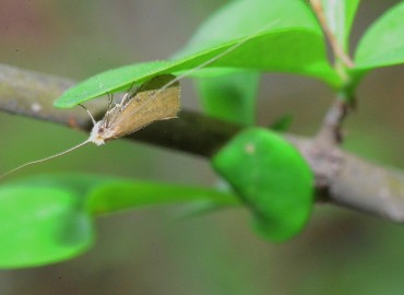 Nematopogon sericinellus, Zeller 1847