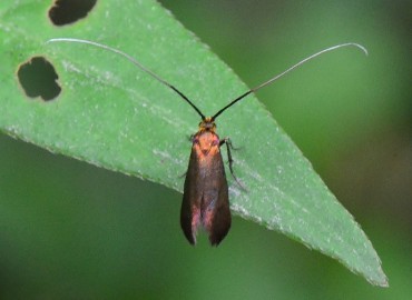 Nemophora metallica