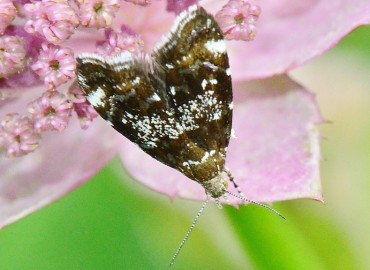 Prochoreutis stellaris Zeller, 1847