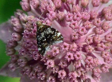 Prochoreutis stellaris Zeller, 1847 – Ahmet Güngör, Ordu