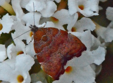 Choreutis nemorana (Hübner, [1799])