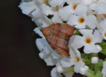 Choreutis nemorana (Hübner, [1799]) – Ahmet Güngör, Sinop