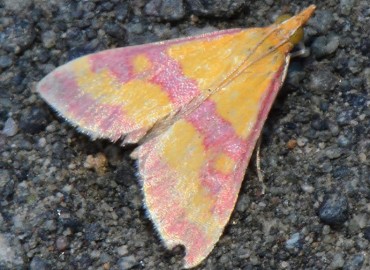 Pyrausta sanguinalis (Linnaeus, 1767) – Ahmet Güngör, Samsun