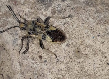 Rhopalidae (Leffafa Böcekleri / Kokulu Tohum Böcekleri)