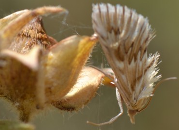 Cynaeda dentalis ([Denis & Schiffermüller], 1775) – Ahmet Güngör, İzmir