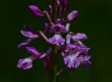 Orchis laxiflora subsp. laxiflora