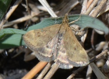 Pyrausta despicata Scopoli, 1763 – Ahmet Güngör, İzmir