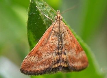 Pyrausta despicata Scopoli, 1763 – Ahmet Güngör, İzmir
