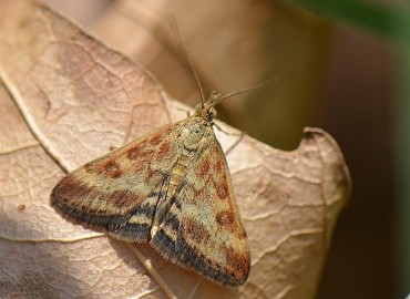 Pyrausta despicata Scopoli, 1763 – Ahmet Güngör, İzmir