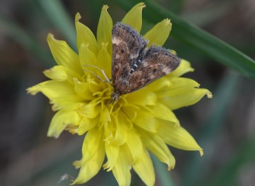 Pyrausta despicata Scopoli, 1763 – Ahmet Güngör, İzmir