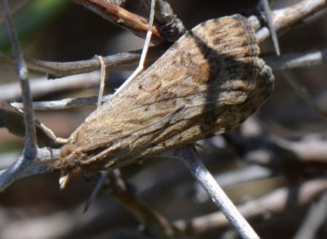 Nomophila noctuella ([Denis & Schiffermüller], 1775) – Ahmet Güngör, İzmir