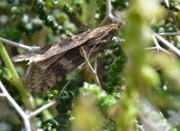 Nomophila noctuella ([Denis & Schiffermüller], 1775) – Ahmet Güngör, İzmir