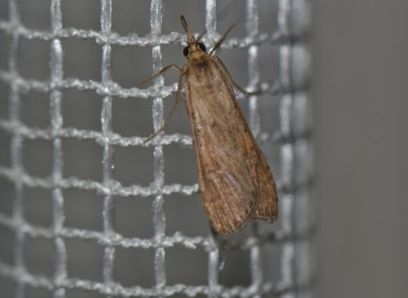 Nomophila noctuella ([Denis & Schiffermüller], 1775) – Ahmet Güngör, İzmir