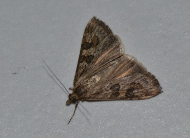 Nomophila noctuella ([Denis & Schiffermüller], 1775) – Ahmet Güngör, İzmir