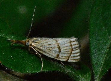 Chrysocrambus cassentiniellus Chrysocrambus cassentiniellus