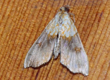 Agrotera nemoralis (Agrotera) – Ahmet Güngör, Ordu