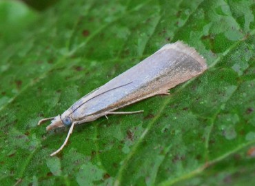 Agriphila straminella ([Denis & Schiffermüller], 1775) – Ahmet Güngör, Ordu