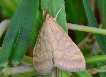 Ostrinia nubilalis (Hübner, 1796) – Ahmet Güngör, Ordu