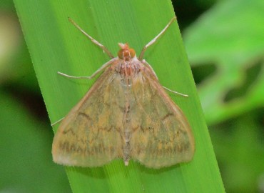 Ostrinia nubilalis (Hübner, 1796) – Ahmet Güngör, Ordu
