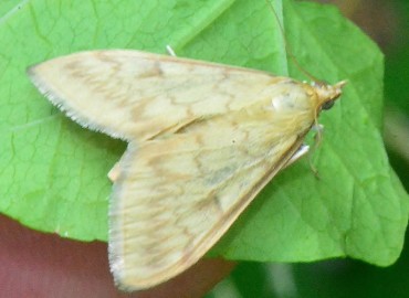 Ostrinia nubilalis (Hübner, 1796) – Ahmet Güngör, Ordu