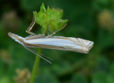 Crambus uliginosellus Zeller, 1850 – Ahmet Güngör, Ordu