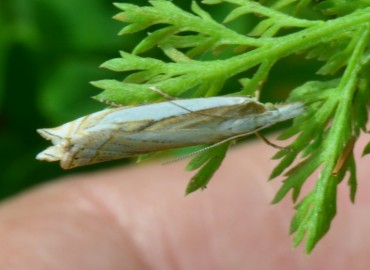 Crambus uliginosellus Zeller, 1850 – Ahmet Güngör, Ordu