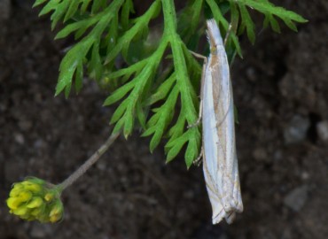 Crambus uliginosellus Zeller, 1850 – Ahmet Güngör, Ordu