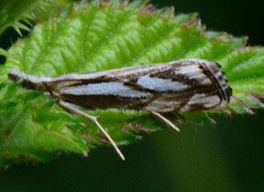 Catoptria confusella Staudinger, 1881 (Bilinmiyor) – Ahmet Güngör, Ordu
