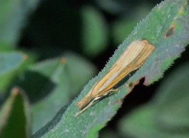 Agriphila tristella ([Denis & Schiffermüller], 1775) – Ahmet Güngör, Ordu