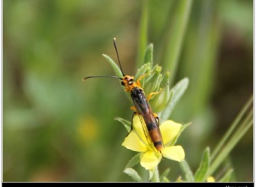 Calameuta idolon (Rossi, 1794)