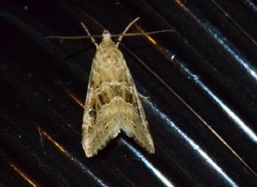 Hellula undalis (Fabricius, 1781) – Ahmet Güngör, Denizli
