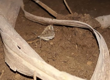 Larentiinae (Carpet moths) – Yasin Çalışkan, Konya