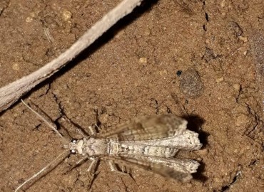 Larentiinae (Carpet moths) – Yasin Çalışkan, Konya