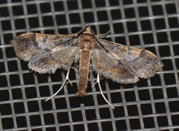 Hydriris ornatalis Duponchel, 1834 – Ahmet Güngör, İzmir
