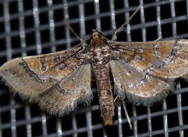 Hydriris ornatalis Duponchel, 1834 – Ahmet Güngör, İzmir