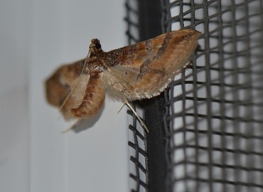 Hydriris ornatalis Duponchel, 1834 – Ahmet Güngör, İzmir