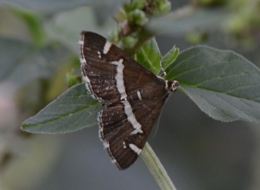 Spoladea recurvalis (Pancar Ağ Kurdu Güvesi) – Ahmet Güngör, İzmir