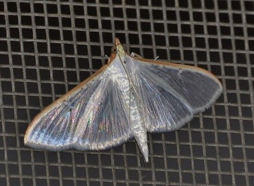 Palpita vitrealis (Zeytin Fidan Güvesi) – Ahmet Güngör, İzmir