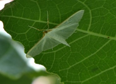 Palpita vitrealis (Zeytin Fidan Güvesi) – Ahmet Güngör, İzmir
