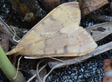 Paracorsia repandalis