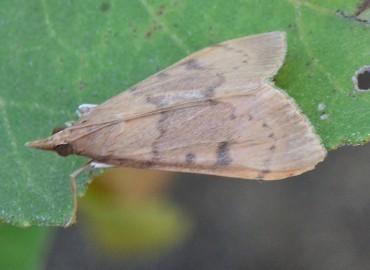 Paracorsia repandalis (Hortumlu Güve) – Ahmet Güngör, Ordu