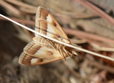 Ephelis cruentalis Geyer, 1832 – Ahmet Güngör, İzmir