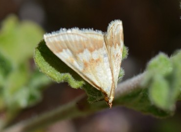 Ephelis cruentalis Geyer, 1832 – Ahmet Güngör, İzmir
