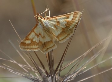 Ephelis cruentalis Geyer, 1832 – Ahmet Güngör, İzmir