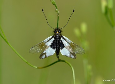 Libelloides lacteus