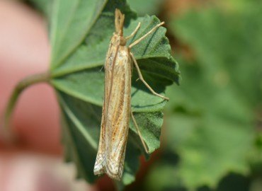 Ancylolomia tentaculella (Hübner, 1796) – Ahmet Güngör, İzmir