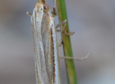 Ancylolomia tentaculella (Hübner, 1796) – Ahmet Güngör, İzmir