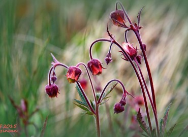 Geum rivale