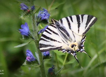 Iphiclides podalirius (Erik Kırlangıçkuyruk) – Elif Manav, Ardahan