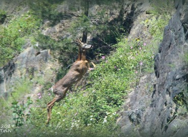 Capreolus capreolus (Karaca) – Elif Manav, Artvin